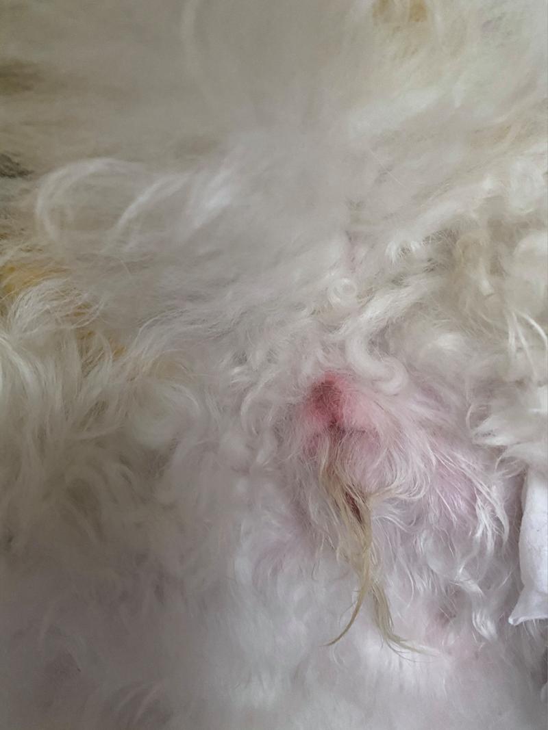 狗狗肚子发红怎么回事_狗肚子变红什么原因造成的-第2张图片-后鲨宠物