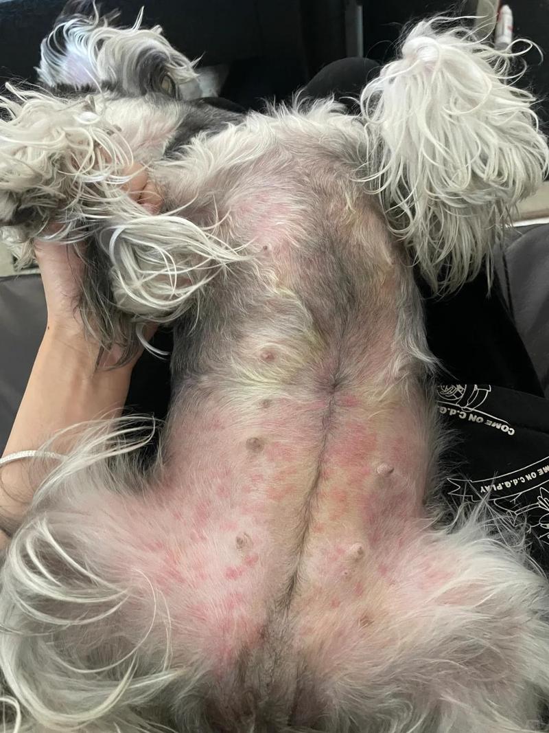 狗狗肚子发红怎么回事_狗肚子变红什么原因造成的-第4张图片-后鲨宠物