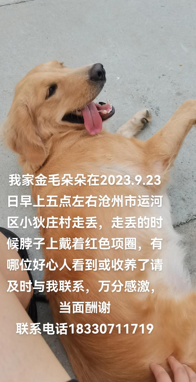 狗狗丢了怎么找_狗狗丢了怎么找玄学-第3张图片-后鲨宠物 狗狗丢了怎么找_狗狗丢了怎么找玄学-第3张图片-后鲨宠物