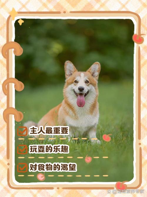 狗狗每天都在想什么,狗狗一天在想啥-第2张图片-后鲨宠物 狗狗每天都在想什么,狗狗一天在想啥-第2张图片-后鲨宠物