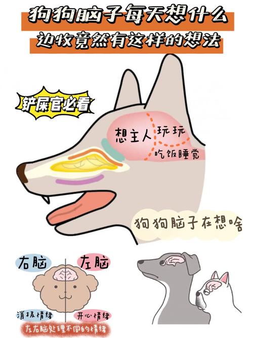 狗狗每天都在想什么,狗狗一天在想啥-第3张图片-后鲨宠物 狗狗每天都在想什么,狗狗一天在想啥-第3张图片-后鲨宠物