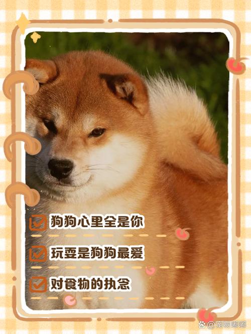 狗狗每天都在想什么,狗狗一天在想啥-第4张图片-后鲨宠物 狗狗每天都在想什么,狗狗一天在想啥-第4张图片-后鲨宠物