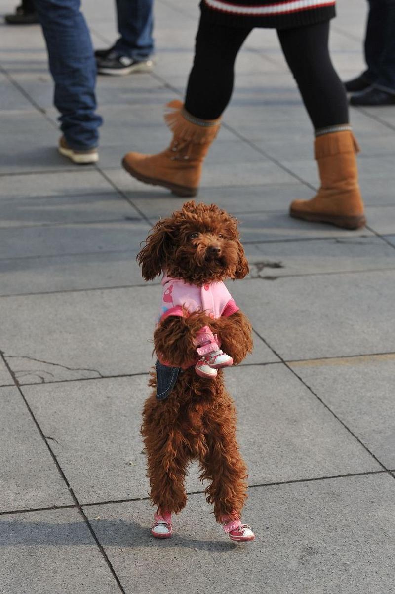 怎样训练狗狗站立行走_如何训练狗狗站起来-第3张图片-后鲨宠物 怎样训练狗狗站立行走_如何训练狗狗站起来-第3张图片-后鲨宠物