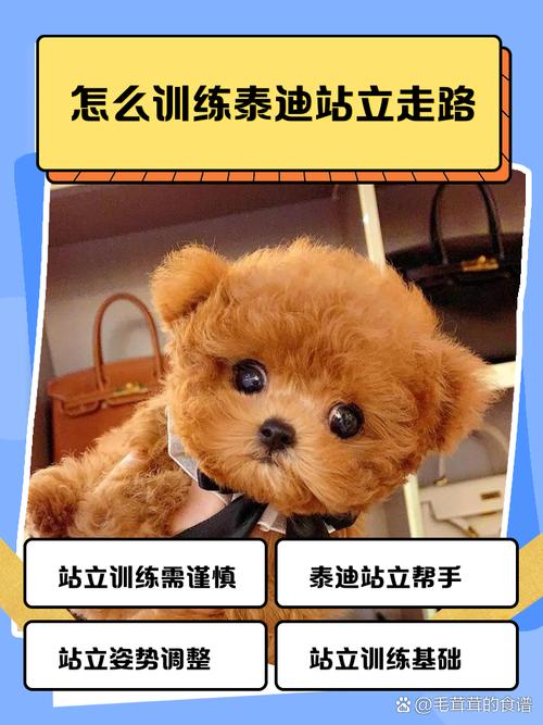 怎样训练狗狗站立行走_如何训练狗狗站起来-第4张图片-后鲨宠物 怎样训练狗狗站立行走_如何训练狗狗站起来-第4张图片-后鲨宠物