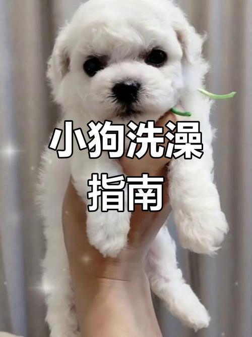 满月的狗狗能洗澡吗_满月的狗狗能洗澡吗为什么-第2张图片-后鲨宠物 满月的狗狗能洗澡吗_满月的狗狗能洗澡吗为什么-第2张图片-后鲨宠物