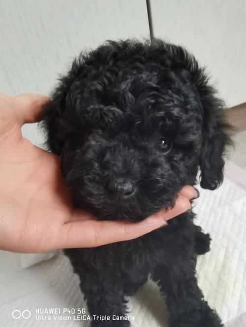 泰迪狗狗拉稀怎么办,泰迪狗狗拉稀怎么办最有效的方法?-第5张图片-后鲨宠物 泰迪狗狗拉稀怎么办,泰迪狗狗拉稀怎么办最有效的方法?-第5张图片-后鲨宠物