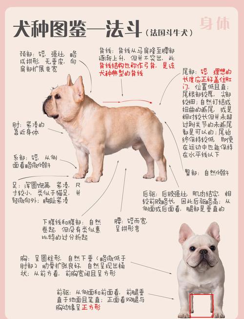 狗狗吃多了拉稀怎么办,狗狗有点拉肚子怎么办?-第1张图片-后鲨宠物 狗狗吃多了拉稀怎么办,狗狗有点拉肚子怎么办?-第1张图片-后鲨宠物