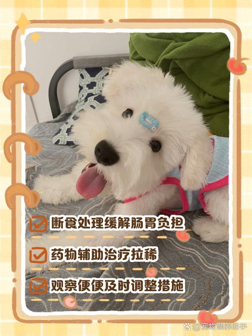 狗狗吃多了拉稀怎么办,狗狗有点拉肚子怎么办?-第4张图片-后鲨宠物 狗狗吃多了拉稀怎么办,狗狗有点拉肚子怎么办?-第4张图片-后鲨宠物