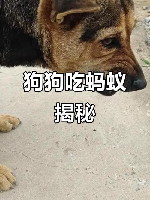 狗狗可以吃虫子吗_狗狗可以吃虫子吗有毒吗-第4张图片-后鲨宠物