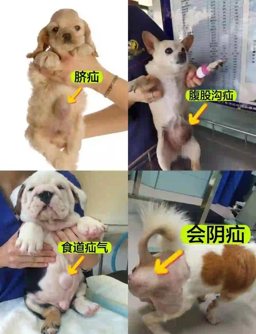 狗狗疝气怎么治疗,狗狗疝气治疗方法图解-第3张图片-后鲨宠物 狗狗疝气怎么治疗,狗狗疝气治疗方法图解-第3张图片-后鲨宠物