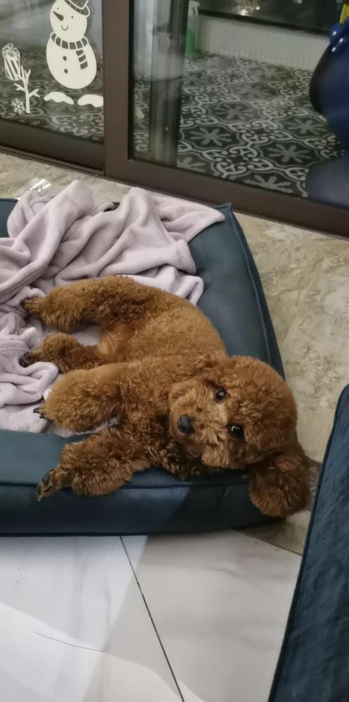 泰迪狗狗多大可以剃毛,泰迪幼犬多大可以剃毛?-第1张图片-后鲨宠物 泰迪狗狗多大可以剃毛,泰迪幼犬多大可以剃毛?-第1张图片-后鲨宠物