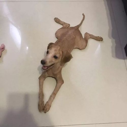 泰迪狗狗多大可以剃毛,泰迪幼犬多大可以剃毛?-第2张图片-后鲨宠物 泰迪狗狗多大可以剃毛,泰迪幼犬多大可以剃毛?-第2张图片-后鲨宠物