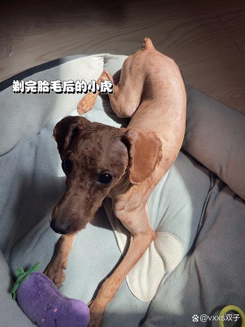 泰迪狗狗多大可以剃毛,泰迪幼犬多大可以剃毛?-第3张图片-后鲨宠物 泰迪狗狗多大可以剃毛,泰迪幼犬多大可以剃毛?-第3张图片-后鲨宠物