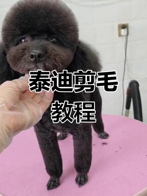 泰迪狗狗多大可以剃毛,泰迪幼犬多大可以剃毛?-第6张图片-后鲨宠物 泰迪狗狗多大可以剃毛,泰迪幼犬多大可以剃毛?-第6张图片-后鲨宠物