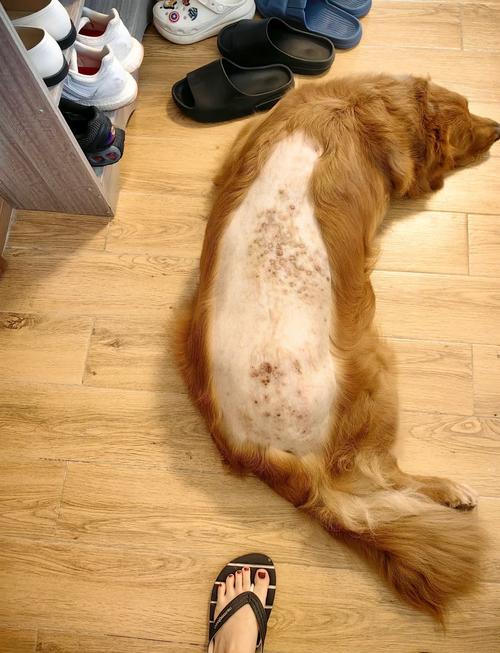 狗狗不洗澡会怎么样_狗 不洗澡-第3张图片-后鲨宠物 狗狗不洗澡会怎么样_狗 不洗澡-第3张图片-后鲨宠物