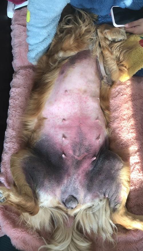 狗狗不洗澡会怎么样_狗 不洗澡-第4张图片-后鲨宠物 狗狗不洗澡会怎么样_狗 不洗澡-第4张图片-后鲨宠物