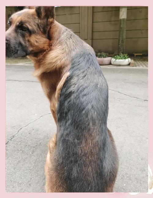 狗狗不洗澡会怎么样_狗 不洗澡-第5张图片-后鲨宠物 狗狗不洗澡会怎么样_狗 不洗澡-第5张图片-后鲨宠物