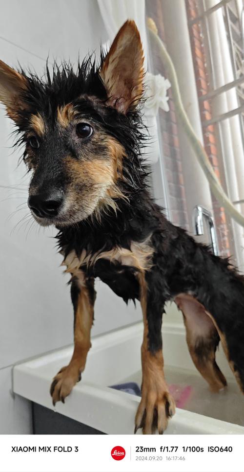 狗狗不洗澡会怎么样_狗 不洗澡-第6张图片-后鲨宠物 狗狗不洗澡会怎么样_狗 不洗澡-第6张图片-后鲨宠物