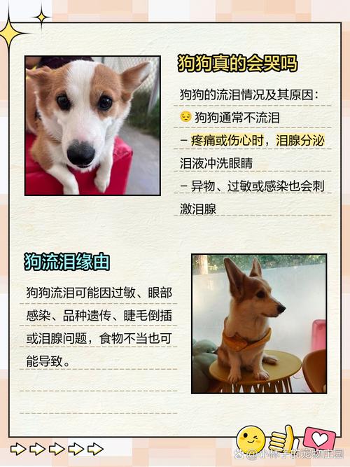 狗狗哭是什么声音_狗狗哭是什么声音的-第2张图片-后鲨宠物 狗狗哭是什么声音_狗狗哭是什么声音的-第2张图片-后鲨宠物