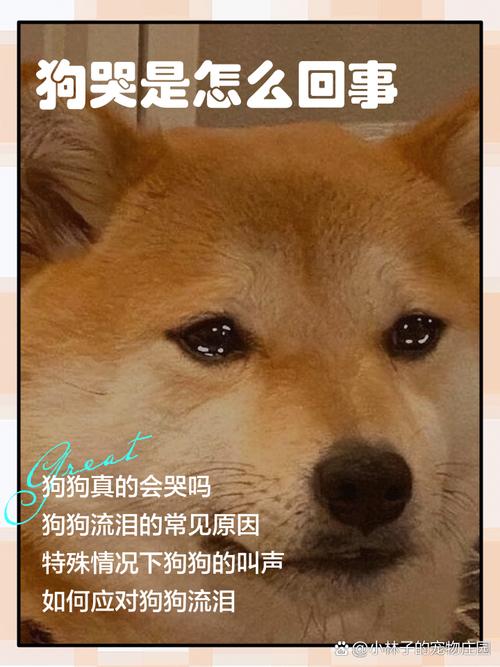 狗狗哭是什么声音_狗狗哭是什么声音的-第3张图片-后鲨宠物 狗狗哭是什么声音_狗狗哭是什么声音的-第3张图片-后鲨宠物