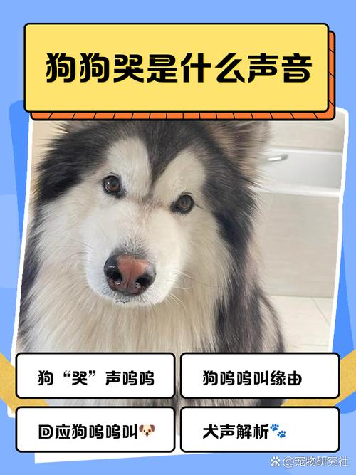 狗狗哭是什么声音_狗狗哭是什么声音的-第4张图片-后鲨宠物 狗狗哭是什么声音_狗狗哭是什么声音的-第4张图片-后鲨宠物