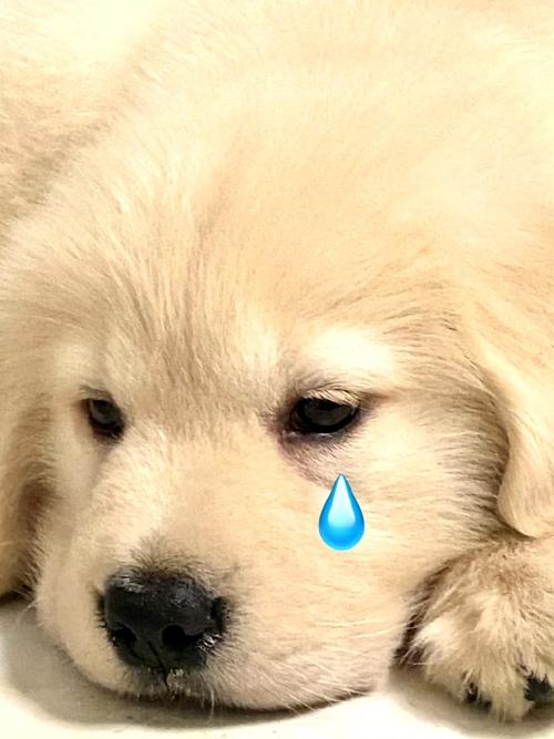 狗狗哭是什么声音_狗狗哭是什么声音的-第5张图片-后鲨宠物 狗狗哭是什么声音_狗狗哭是什么声音的-第5张图片-后鲨宠物