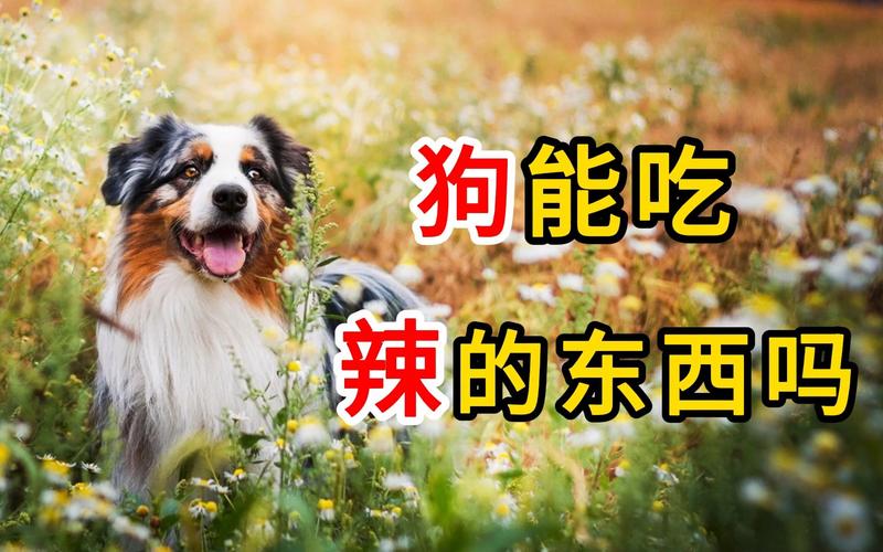 狗狗能吃辣的东西吗,狗狗可以吃辣的食物吗-第4张图片-后鲨宠物 狗狗能吃辣的东西吗,狗狗可以吃辣的食物吗-第4张图片-后鲨宠物