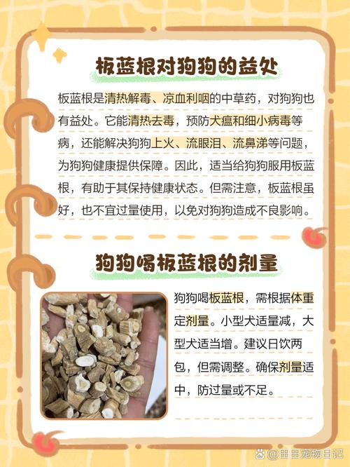 狗狗能吃板蓝根吗,狗狗能吃板蓝根么?-第3张图片-后鲨宠物 狗狗能吃板蓝根吗,狗狗能吃板蓝根么?-第3张图片-后鲨宠物