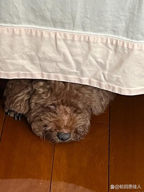 为什么狗狗喜欢睡床底,为什么狗爱睡床底下?-第1张图片-后鲨宠物 为什么狗狗喜欢睡床底,为什么狗爱睡床底下?-第1张图片-后鲨宠物