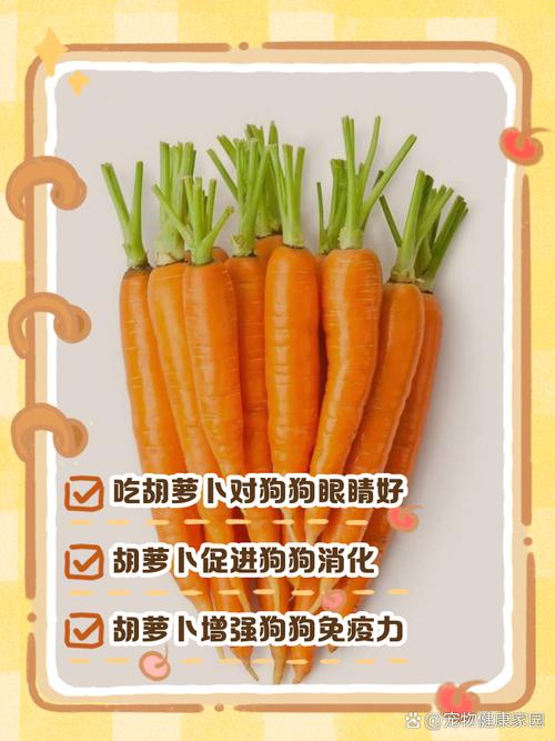 狗狗吃胡萝卜有什么好处_狗狗吃胡萝卜好消化吗-第4张图片-后鲨宠物 狗狗吃胡萝卜有什么好处_狗狗吃胡萝卜好消化吗-第4张图片-后鲨宠物