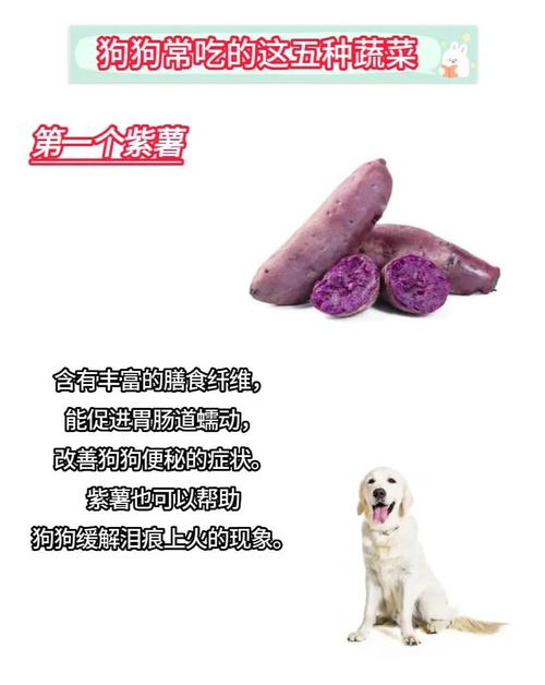 对狗狗好的蔬菜,适合狗狗吃的蔬菜?-第2张图片-后鲨宠物 对狗狗好的蔬菜,适合狗狗吃的蔬菜?-第2张图片-后鲨宠物