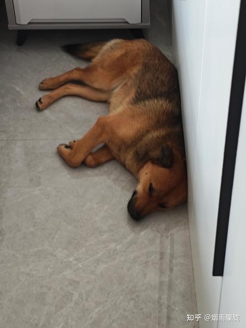 为什么狗狗怕打雷,狗狗为何怕打雷-第5张图片-后鲨宠物 为什么狗狗怕打雷,狗狗为何怕打雷-第5张图片-后鲨宠物