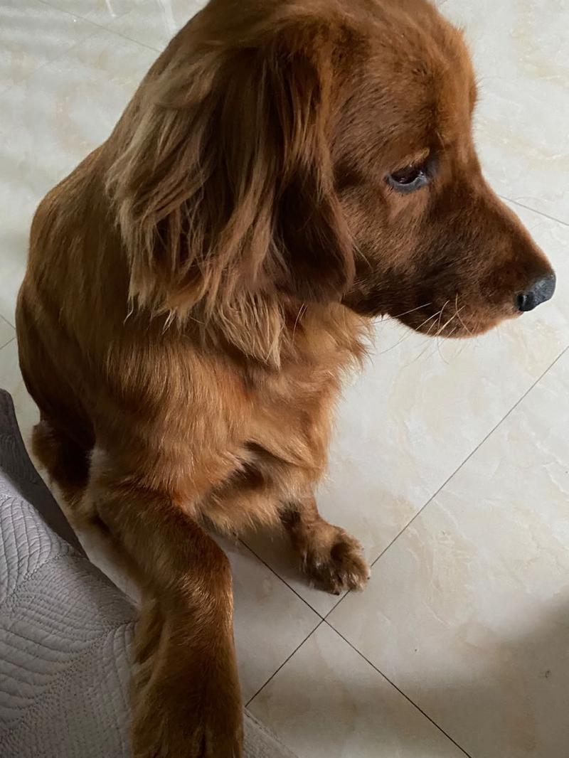 为什么狗狗怕打雷,狗狗为何怕打雷-第6张图片-后鲨宠物 为什么狗狗怕打雷,狗狗为何怕打雷-第6张图片-后鲨宠物