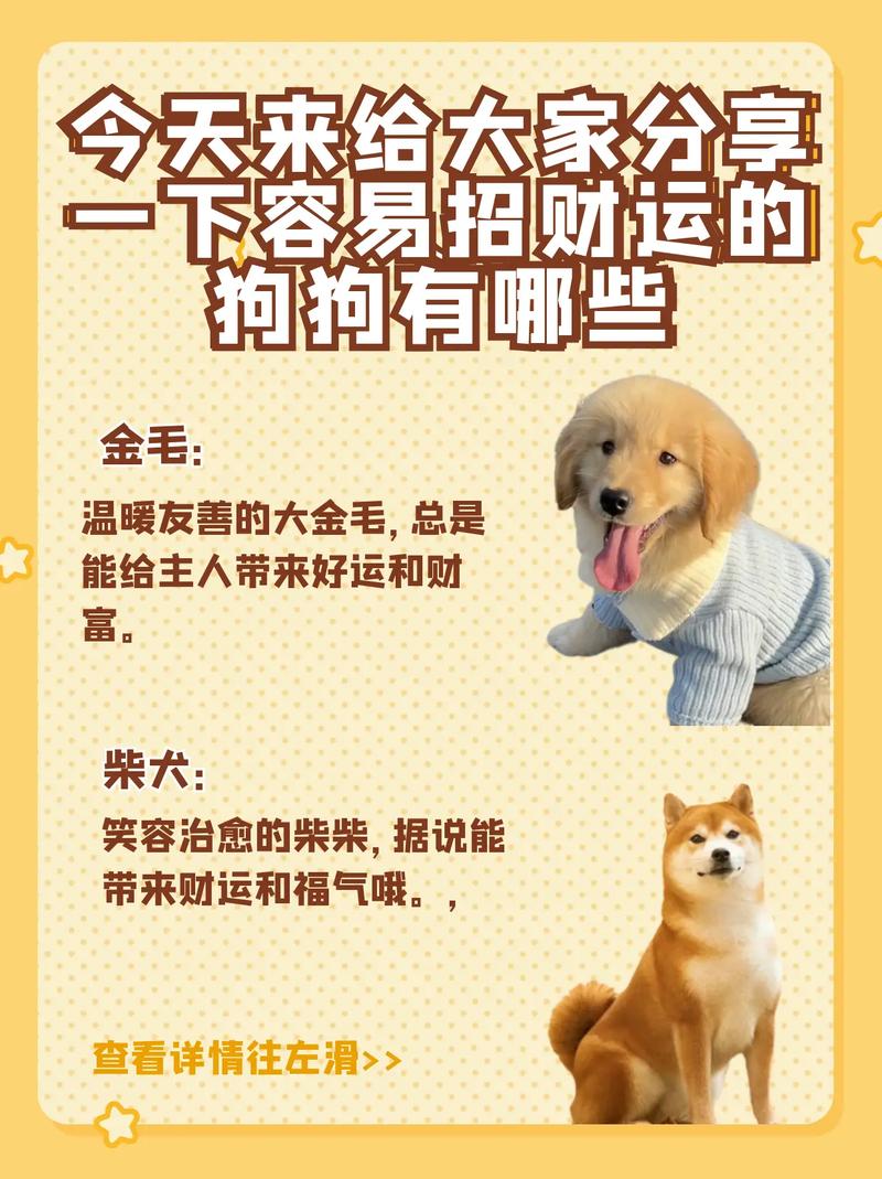 狗狗取名字带财运,狗狗取名字带财运转运?-第4张图片-后鲨宠物 狗狗取名字带财运,狗狗取名字带财运转运?-第4张图片-后鲨宠物