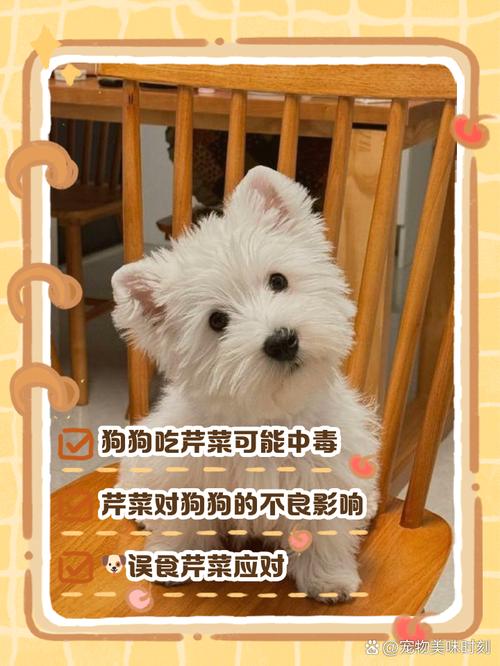 狗狗可以吃芹菜吗_狗狗吃芹菜吗会中毒吗-第4张图片-后鲨宠物 狗狗可以吃芹菜吗_狗狗吃芹菜吗会中毒吗-第4张图片-后鲨宠物