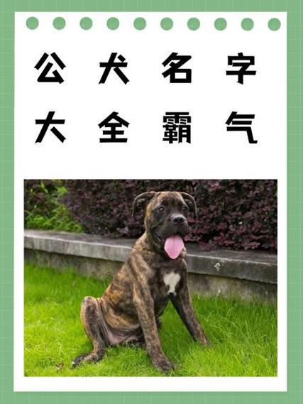 狗狗的名字霸气,狗狗的名字霸气又招财的名字-第2张图片-后鲨宠物 狗狗的名字霸气,狗狗的名字霸气又招财的名字-第2张图片-后鲨宠物