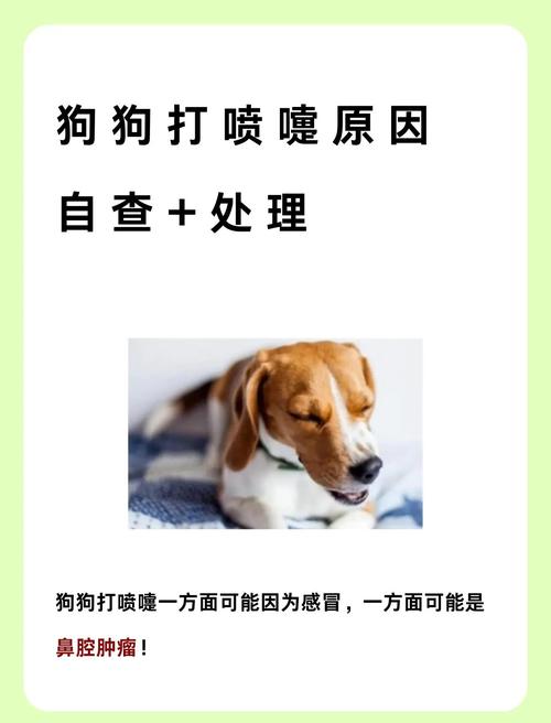 狗狗老打喷嚏是怎么回事_狗狗老打喷嚏是怎么回事,怎么治疗?-第3张图片-后鲨宠物 狗狗老打喷嚏是怎么回事_狗狗老打喷嚏是怎么回事,怎么治疗?-第3张图片-后鲨宠物