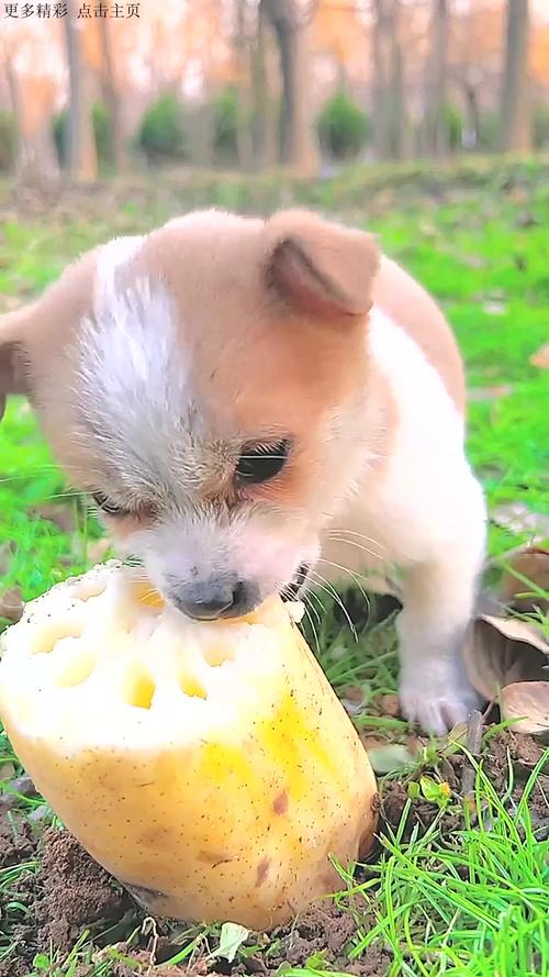 狗狗能吃新鲜莲子吗,狗子可以吃莲子吗?-第1张图片-后鲨宠物 狗狗能吃新鲜莲子吗,狗子可以吃莲子吗?-第1张图片-后鲨宠物