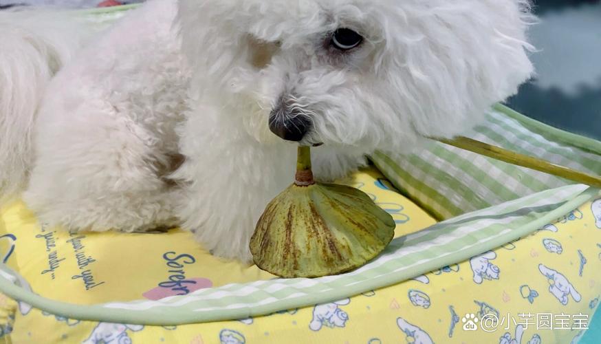 狗狗能吃新鲜莲子吗,狗子可以吃莲子吗?-第5张图片-后鲨宠物 狗狗能吃新鲜莲子吗,狗子可以吃莲子吗?-第5张图片-后鲨宠物