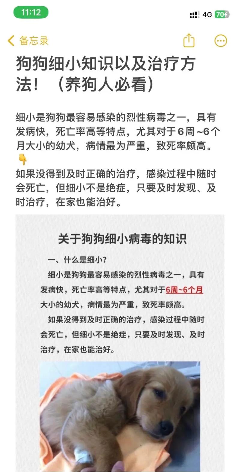 狗狗得细小了怎么办,狗狗得了细小怎么办,还能救活吗?-第2张图片-后鲨宠物 狗狗得细小了怎么办,狗狗得了细小怎么办,还能救活吗?-第2张图片-后鲨宠物
