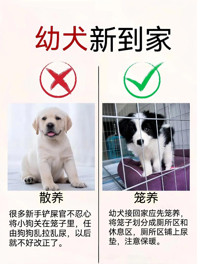 狗狗得细小了怎么办,狗狗得了细小怎么办,还能救活吗?-第3张图片-后鲨宠物 狗狗得细小了怎么办,狗狗得了细小怎么办,还能救活吗?-第3张图片-后鲨宠物