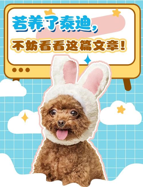 泰迪狗狗多大可以洗澡_泰迪多大才能洗澡