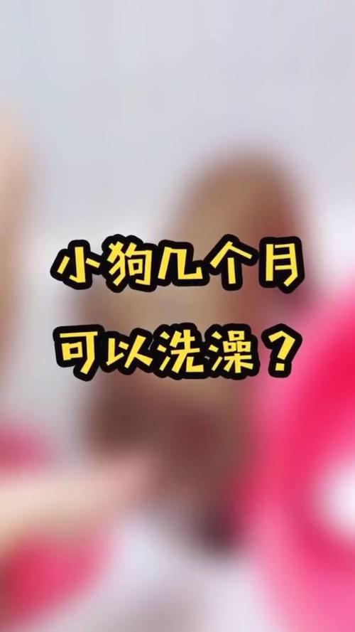 泰迪狗狗多大可以洗澡_泰迪多大才能洗澡-第4张图片-后鲨宠物