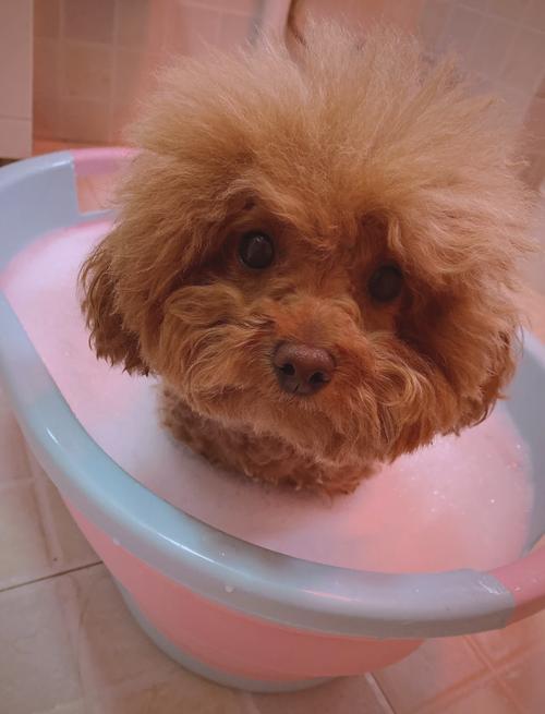 泰迪狗狗多大可以洗澡_泰迪多大才能洗澡-第5张图片-后鲨宠物
