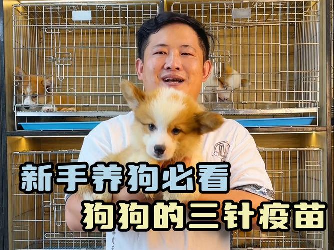 狗狗打疫苗一般多少钱,狗狗打疫苗一共要花多少钱-第5张图片-后鲨宠物 狗狗打疫苗一般多少钱,狗狗打疫苗一共要花多少钱-第5张图片-后鲨宠物