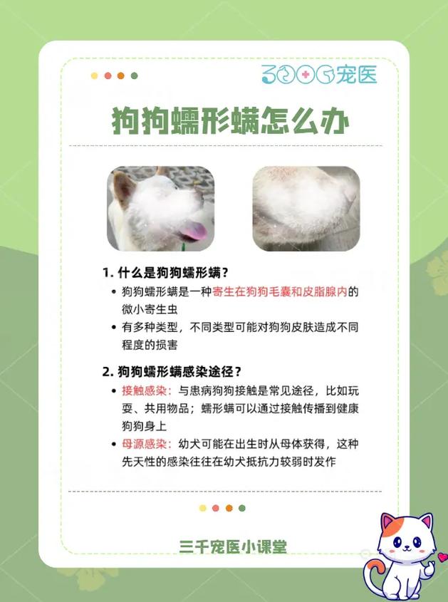 狗狗螨虫除去最快方法_狗狗螨虫怎么去除简单方法-第1张图片-后鲨宠物 狗狗螨虫除去最快方法_狗狗螨虫怎么去除简单方法-第1张图片-后鲨宠物