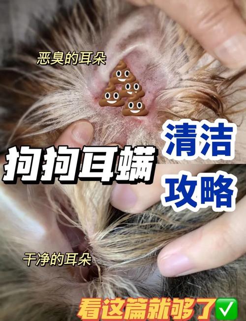 狗狗螨虫除去最快方法_狗狗螨虫怎么去除简单方法-第3张图片-后鲨宠物 狗狗螨虫除去最快方法_狗狗螨虫怎么去除简单方法-第3张图片-后鲨宠物