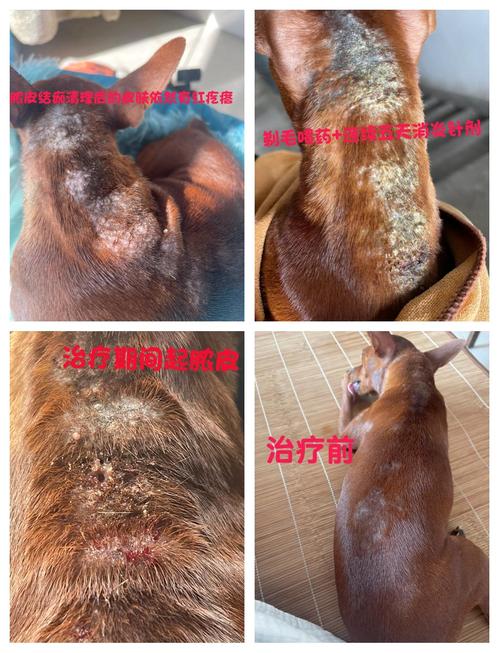 狗狗螨虫除去最快方法_狗狗螨虫怎么去除简单方法-第4张图片-后鲨宠物 狗狗螨虫除去最快方法_狗狗螨虫怎么去除简单方法-第4张图片-后鲨宠物