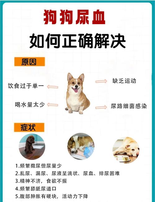 狗狗尿血怎么办_狗狗结石尿血怎么治疗-第4张图片-后鲨宠物 狗狗尿血怎么办_狗狗结石尿血怎么治疗-第4张图片-后鲨宠物
