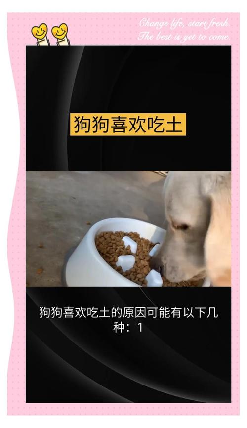狗狗可以吃土豆泥吗,狗狗可以吃土豆泥么?-第4张图片-后鲨宠物 狗狗可以吃土豆泥吗,狗狗可以吃土豆泥么?-第4张图片-后鲨宠物